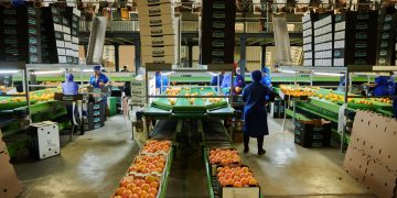 Thành công xuất khẩu hiếm hoi của Nam Phi bị đe dọa bởi những cảng sụp đổ